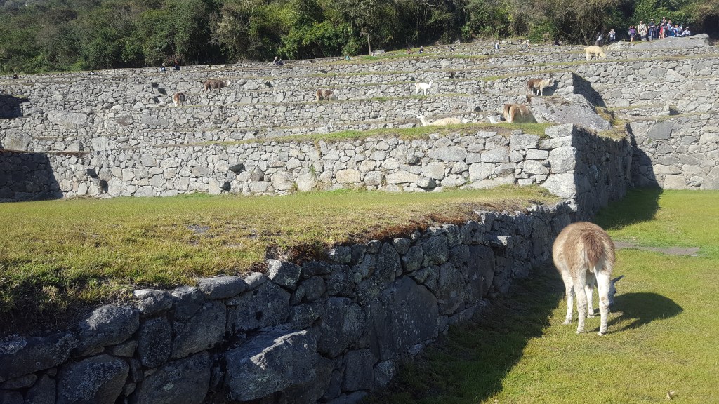 Machu Picchu lhamas