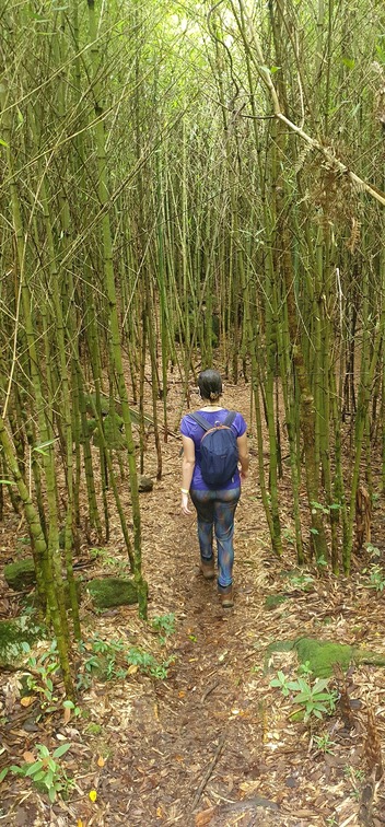 Trilha de Bambus Parnaso