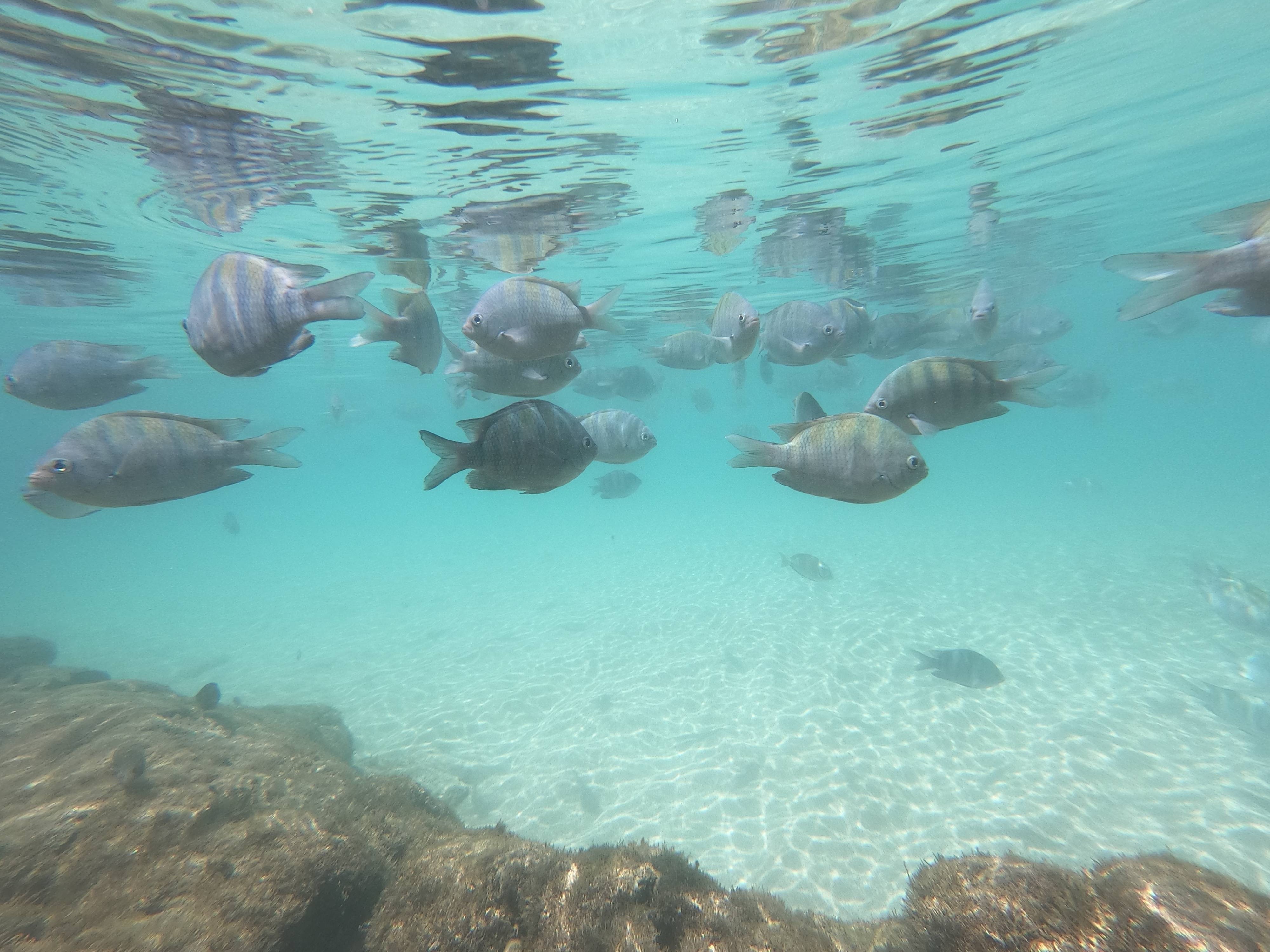 Peixes em Porto de Galinhas