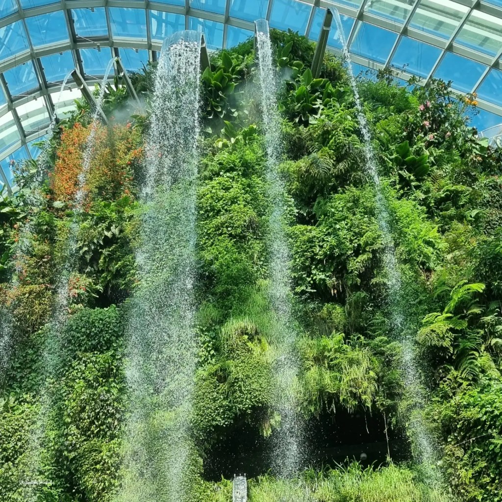 Cloud Forest