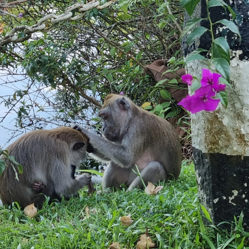 MacRitchie Reservoir